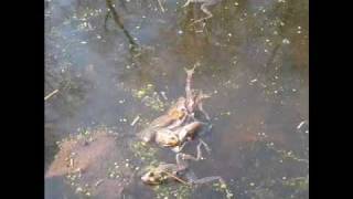 Wood Frog Mating Ball [upl. by Jamilla]