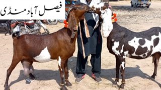 Faisalabad Bakra Mandi  New Update  FM Animals 0300669828420•3•2024 [upl. by Hareenum]