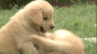 Classic Golden Retriever Puppy Fight [upl. by Sybil]