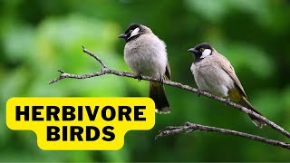 Which Birds are Herbivores And What Do They Eat [upl. by Hluchy798]