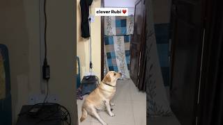 Ve kamleya🥰  labra rubi  youtubeshorts shorts labrador doglover cute trending viralsongs [upl. by Eelarac]