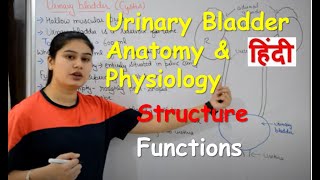 Urinary Bladder Anatomy amp Physiology in Hindi  Structure  Functions [upl. by Arny177]