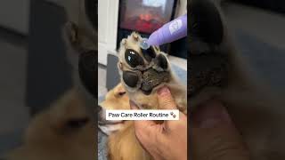 Paw Care Roller 🐾 dogs pawcare dogproducts dogsofyoutube [upl. by Sklar]