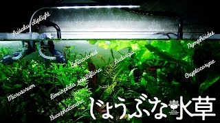 CO2や光量のいらない水草水槽（ｱｸｱﾘｳﾑ） [upl. by Sephira]