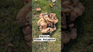 Meripilus giganteus 👀 mycology mushrooms fungi foraging nature ediblemushrooms [upl. by Alleuqcaj]