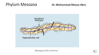 Phylum Mesozoa [upl. by Skill]