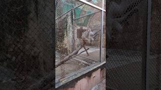 Monkey The Rhesus shortsfeed shorts youtubeshorts monkey macaque trending viralshorts nature [upl. by Brigitte183]