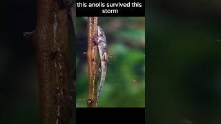 This Anolis Survived This Storm shorts [upl. by Xela]