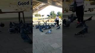 Feeding the doves happy exlore southkorea [upl. by Ayekat]