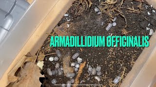 Armadillidium Officinalis  care guide bin swap [upl. by Mcknight746]