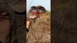 Frilled Neck Lizard😰 facts explore [upl. by Sair]