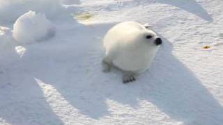 A Cute Baby Seal Look For Mother ふわふわ・アザラシ赤ちゃん [upl. by Cusick]