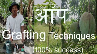 आँप ग्राफ्टिङ विधि  Mango Grafting techniques with result100 success [upl. by Mureil491]