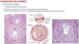 Histología del Ovario [upl. by Sandberg]