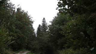 Wind Blowing Through Forest with Light Rain 1 Hour  Wind Sound Relaxation [upl. by Agler778]