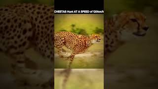 CHEETAS Hunt AT A SPEED of 120kmh facts tigerspeed lepard shorts [upl. by Belford]