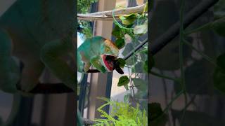 Chameleon Catches a Cockroach🤯😳 [upl. by Sined]