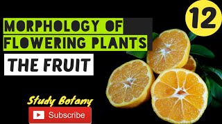 THE FRUIT  MORPHOLOGY OF FLOWERING PLANTS PLUS ONE BIOLOGY CHAPTER5 MALAYALATHIL STUDY BOTANY [upl. by Nicholle]