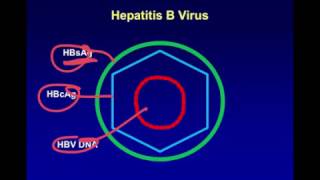 Hepatitis B Serology [upl. by Bloxberg205]