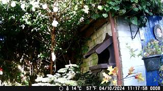 Birdbox Feeder Day 9 birds asmr sparrow nature animals birdfeeder relaxing [upl. by Kissel71]