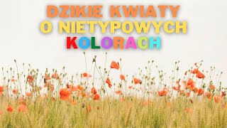 Dzikie kwiaty o nietypowych kolorach Jaki to kwiat Jaka to roślina [upl. by Cleodel]