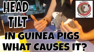 Blind Guinea Pig with a Head Tilt at LAGPR [upl. by Roanne742]