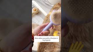 Découvrez la brosse révolutionnaire pour animaux  😻 [upl. by Lj520]