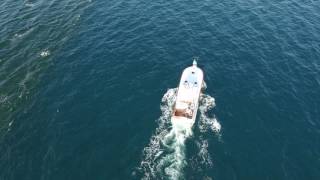 Lucky Dog Cobia Fishing Destin Florida [upl. by Ariak]