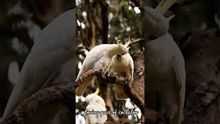 cockatoo love reels macaw parrot shorts reels youtubeshorts ytshorts explorer trending u [upl. by Gavin]