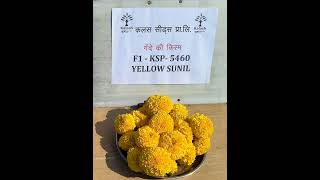 Kalash seeds Marigold yellow sunil [upl. by Barb9]