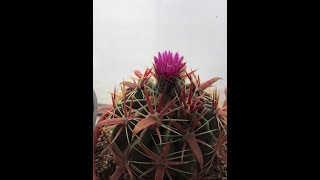 Ferocactus Latispinus Плоды Ferocactusa Latispinusa [upl. by Finer]