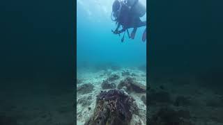 Comparison of the sizes of the Giant Tridacna and a diver scubadiving diver tridacna [upl. by Auhel]