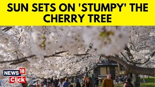 Cherry Trees  Stumpy DC’s Beloved Cherry Tree Is Seeing Its Final Peak Bloom This Year  N18V [upl. by Eireva]