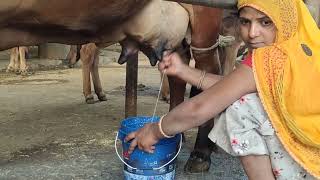 women gir cow milking evening routine cow dairy farm [upl. by Recnal]