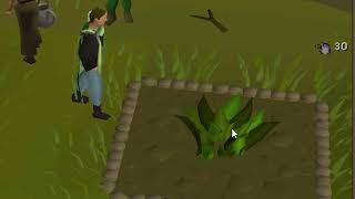 Is herb farming worth it Loot from 100 ranarr seeds osrs [upl. by Aicilram]