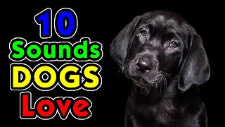 10 Sounds Dogs Love To Hear the Most [upl. by Orly89]