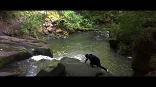 Healey Dell Nature Reserve [upl. by Enitsua]