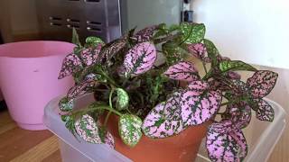 Polka Dot Plant Hypoestes phyllostachya BottomWatering Timelapse [upl. by Nelson]