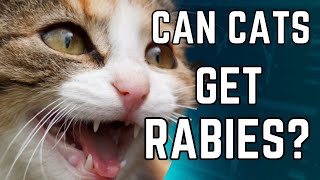 Can Cats Get Rabies  A Cat With Rabie  Do Cats Get Rabies  Cat Grooming [upl. by Ellehcrad378]