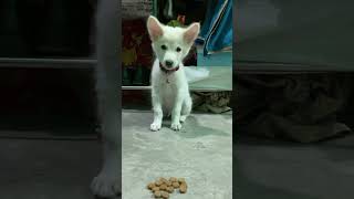 He’s just so cute 🥰 indianspitz doglover trending youtubeshorts [upl. by Olva645]