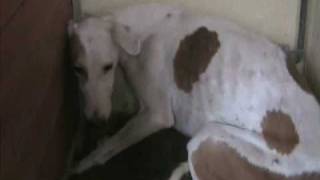 Galgos Operacion Harry Perrera Madrid Video 1 [upl. by Aihsatan748]