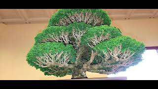 Hinoki Cypress bonsai importado de japon [upl. by Natsirk]