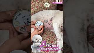 Alergias en perros CR cuidadoperros esteticacanina [upl. by Oswell674]