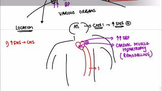 CVS  Renin Angiotensin Aldosterone System [upl. by Eniroc]