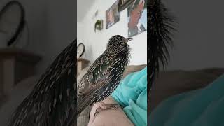 My Starling Tweeters asking for his bath [upl. by Elinor]