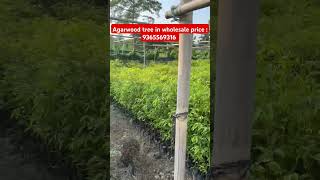 Agarwood tree in wholesale price agaru tree price in assam agarwood tree price in assam [upl. by Anaerb]