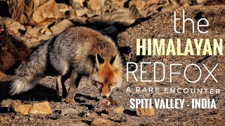 THE HIMALAYAN RED FOX  HIGH HIMALAYAS  KIBBER  SPITI VALLEY  WILD  INDIA [upl. by Jens]