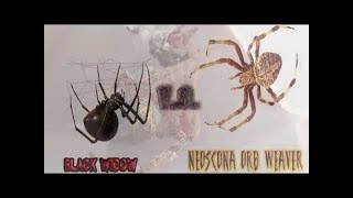 Black Widow Spider v s Orb Weaver Spider [upl. by Alahcim121]