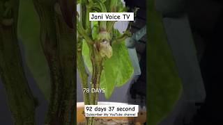 Growing Red Bell Pepper Plant  Time Lapse time growing red bell pepper shorts plants 2024 [upl. by Ardnnaed531]