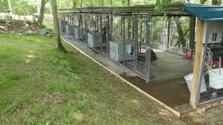 Rottweiler dog kennels Nashville Tennessee  Rottweiler breeders in TN  Rottweiler puppies [upl. by Monte275]